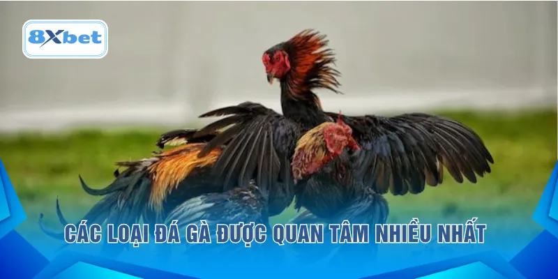 Các loại đá gà được quan tâm nhiều nhất