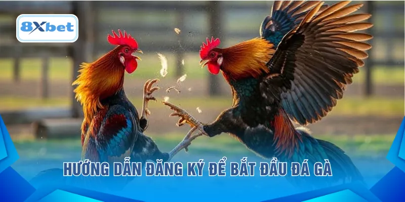 Hướng dẫn đăng ký để bắt đầu đá gà 