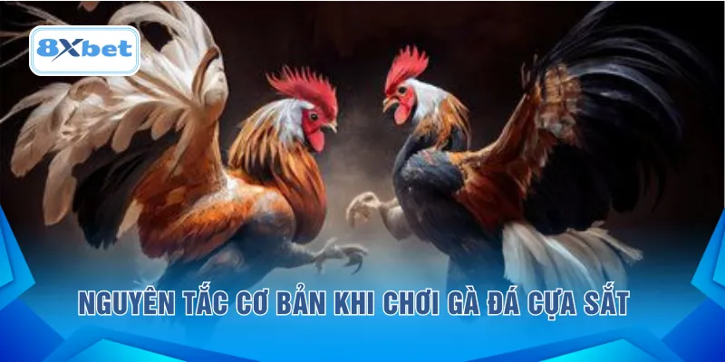 Nguyên tắc cơ bản khi chơi gà đá cựa sắt 