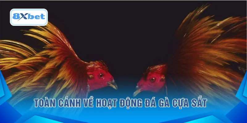 Toàn cảnh về hoạt động đá gà cựa sắt 