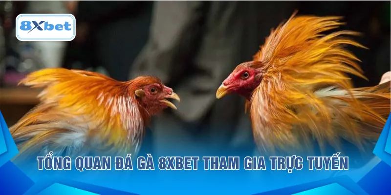 Tổng quan đá gà 8XBET tham gia trực tuyến