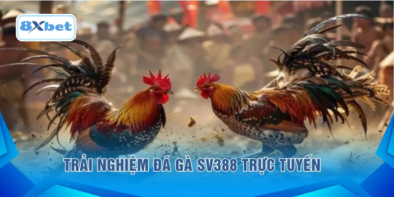 Trải nghiệm đá gà SV388 trực tuyến 